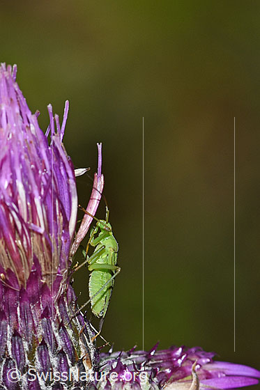 Photo: Calocoris affinis on Cirsium palustre. Length 8mm. View from the side.