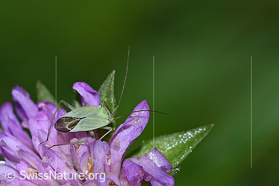 Foto: Grüne Distelwanze (Calocoris affinis) auf Blüte einer Wald-Witwenblume (Knautia dipsacifolia). Länge 8mm. Ansicht von schräg hinten.