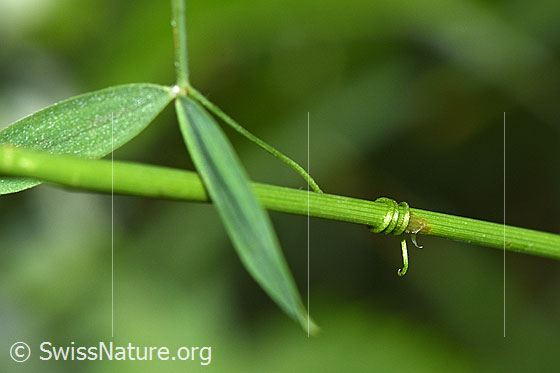 Foto: Wiesen-Platterbse (Lathyrus pratensis). Ranke, welche sich um den Halm eines Grases gewunden hat.
