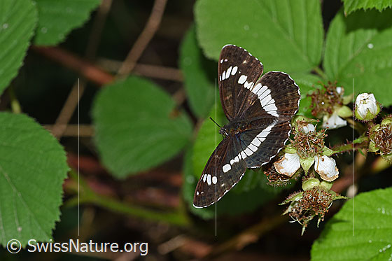 Foto: Kleiner Eisvogel (Limenitis camilla) an Himbeere (Rubus idaeus). Flügel geöffnet. Ansicht von schräg oben.