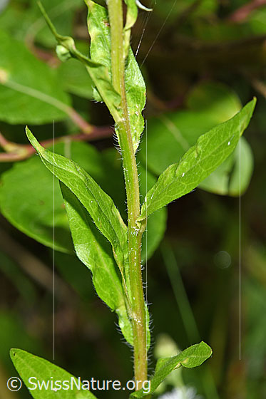 Foto: Einjähriges Berufkraut (Erigeron annuus). Stängel und Blätter. Neophyt.