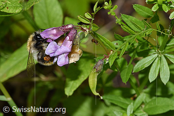 Foto: Wahrscheinlich Ackerhummel (Bombus pascuorum) an Gewöhnlicher Vogelwicke (Vicia cracca). Länge 9 - 15mm. Ansicht von der Seite.
