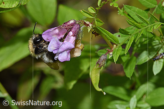 Foto: Wahrscheinlich Ackerhummel (Bombus pascuorum) an Gewöhnlicher Vogelwicke (Vicia cracca). Länge 9 - 15mm. Ansicht von schräg vorne.