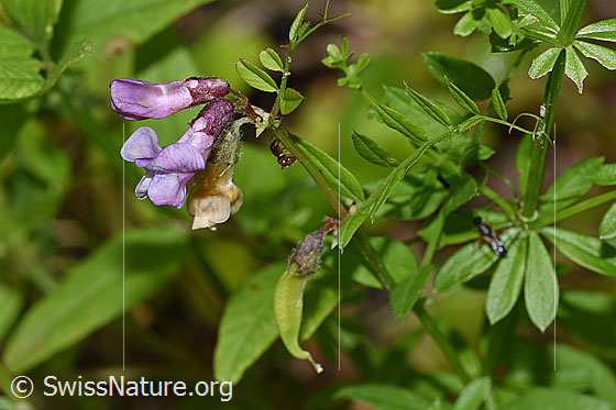 Foto: Gewöhnliche Vogelwicke (Vicia cracca). Blüte und Blätter.