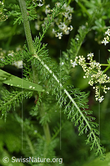 Foto: Gemeine Schafgarbe (Achillea millefolium). Blätter und Stängel.