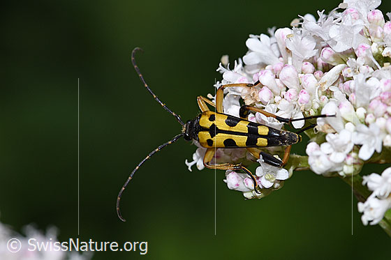 Foto: Gefleckter Schmalbock (Rutpela maculata) auf Gebräuchlichem Baldrian (Valeriana officinalis). Länge 20mm. Wird auch Strangalia maculata und Leptura maculata genannt. Ansicht von oben.