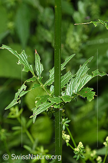 Foto: Gebräuchlicher Baldrian (Valeriana officinalis). Stängel und Blätter nach Hagelschlag.