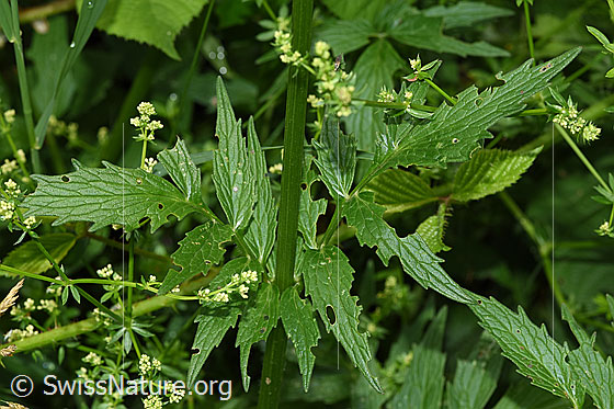 Foto: Gebräuchlicher Baldrian (Valeriana officinalis). Blätter nach Hagelschlag.