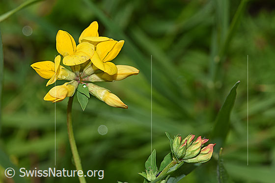 Foto: Gewöhnlicher Hornklee (Lotus corniculatus). Blüten und Stängel.