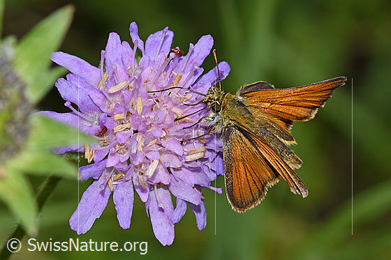Foto: Braunkolbiger Braundickkopffalter (Thymelicus sylvestris) auf Wald-Witwenblume (Knautia dipsacifolia). Ansicht von seitlich vorne oben.