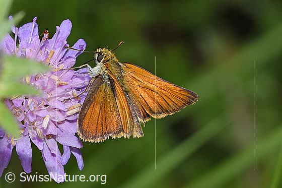 Foto: Braunkolbiger Braundickkopffalter (Thymelicus sylvestris) auf Wald-Witwenblume (Knautia dipsacifolia). Ansicht von seitlich hinten oben.