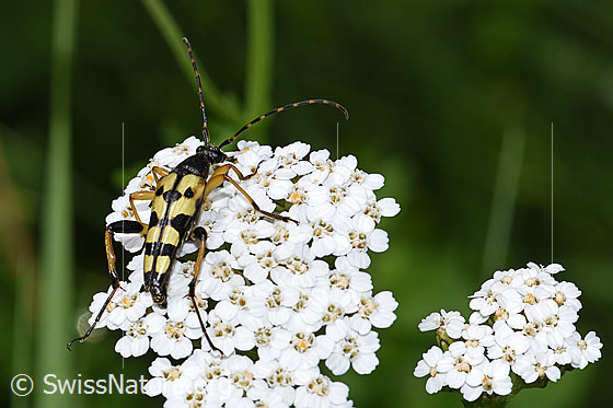 Photo: Rutpela maculata on Achillea millefolium. Length 20mm.