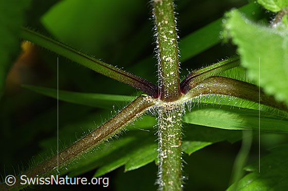 Foto: Wald-Ziest (Stachys sylvatica). Stängel und Blattstängel.