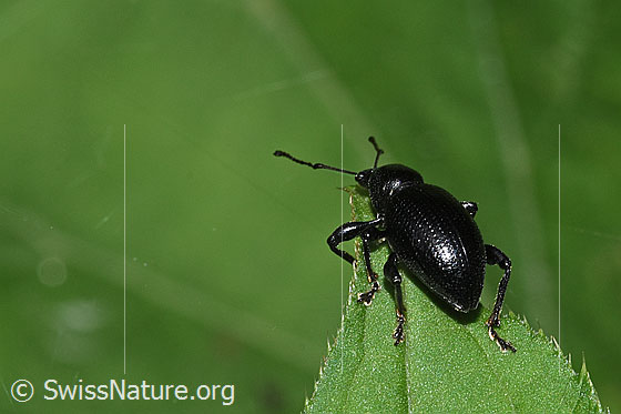 Photo: Probably Otiorhynchus morio. Length 11mm. View from diagonally behind.