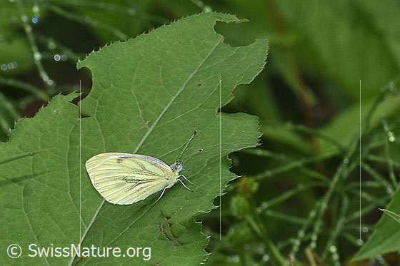 Photo: Pieris napi. Wings closed. View from the side.