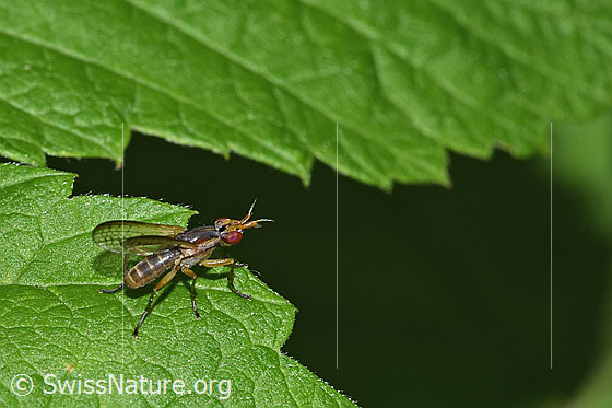 Photo: Probably Limnia unguicornis. Length 4.5 - 7.5mm. View from the side above.