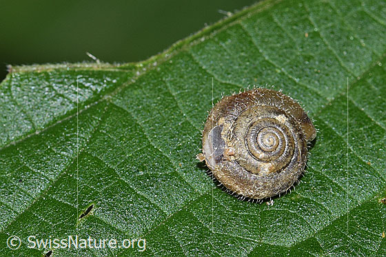 Foto: Seidenhaarschnecke (Trochulus sericeus). Durchmesser: 7mm. Ansicht von oben. Das Gehäuse ist beschädigt.