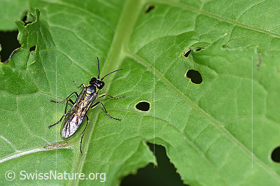 Photo: Tenthredo mesomela. Length 13mm. View from above.