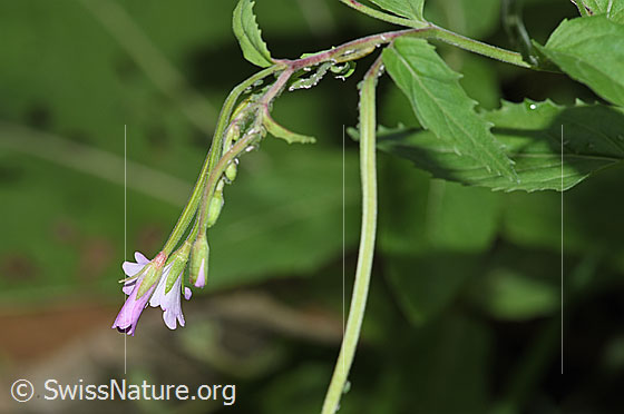 Foto: Wahrscheinlich Berg-Weidenröschen (Epilobium montanum). Blüte, Blätter und Stängel.