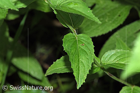 Foto: Wahrscheinlich Berg-Weidenröschen (Epilobium montanum). Blätter.