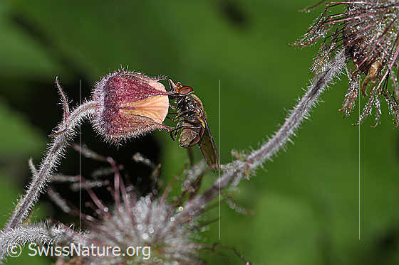 Foto: Gemeine Schauzenschwebfliege (Rhingia campestris) an Bach-Nelkenwurz (Geum rivale). Länge 8 - 11mm. Wird auch Feld-Schnabelschwebfliege genannt. Ansicht von der Seite.