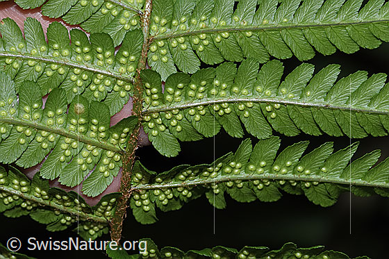 Foto: Echter Wurmfarn (Dryopteris filix-mas). Blattspreite und Sori. Blattunterseite.