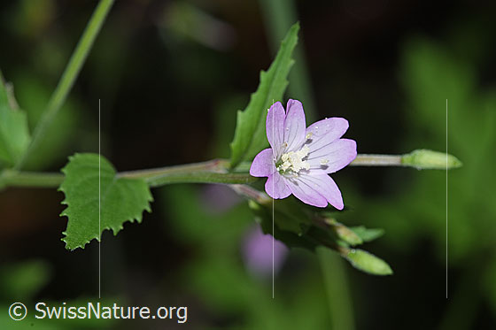 Foto: Wahrscheinlich Berg-Weidenröschen (Epilobium montanum). Blüte und Blätter.