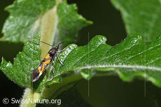 Photo: Mompha locupletella. View from the side.