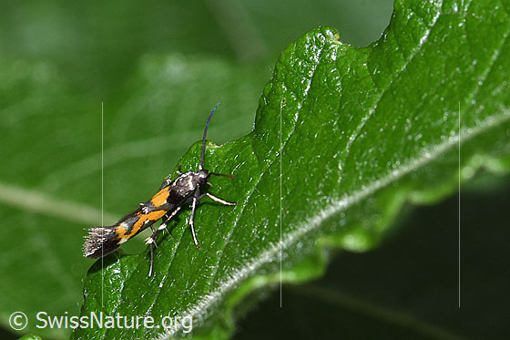 Mompha locupletella (Fransenmotte)