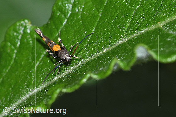 Photo: Probably Mompha locupletella. View from the front.