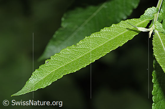 Photo: Salix cinerea. Leaf.