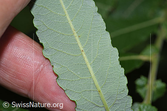 Photo: Salix cinerea. Leaf underside.