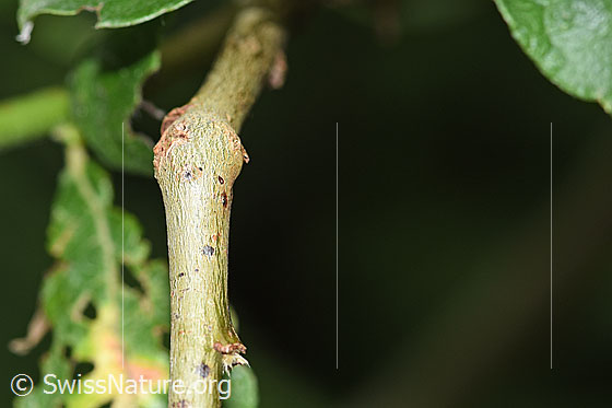Photo: Salix cinerea. Branche.