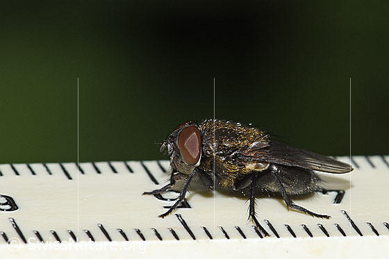 Foto: Graugelbe Polsterfliege (Pollenia rudis). Männchen. Länge 9mm. Ansicht von der Seite.