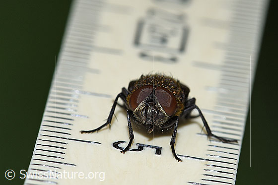 Foto: Graugelbe Polsterfliege (Pollenia rudis). Männchen. Länge 9mm. Ansicht von vorne.