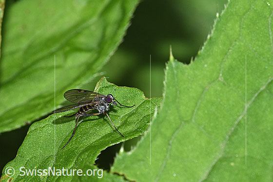 Foto: Rhagio maculatus (Schnepfenfliege). Weibchen. Ansicht von schräg vorne.