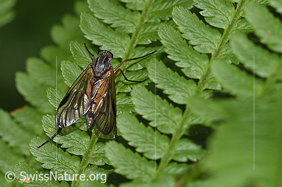 Photo: Rhagio scolopaceus. Length 13mm. Female. View from above.