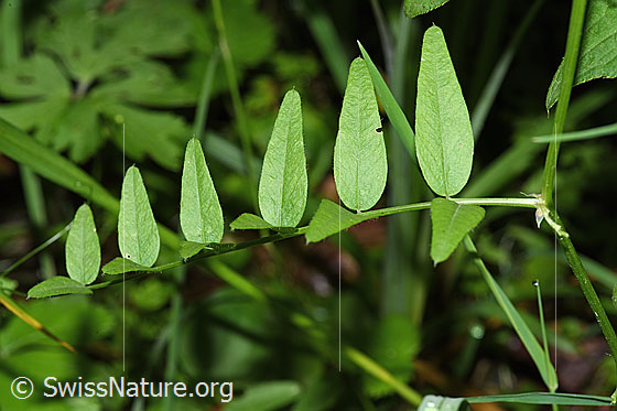 Foto: Gewöhnliche Vogelwicke (Vicia cracca). Blätter mit 6 Fiederpaaren.