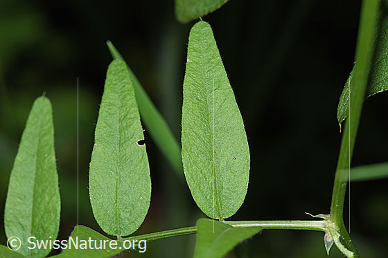 Photo: Vicia cracca. Leaf top.