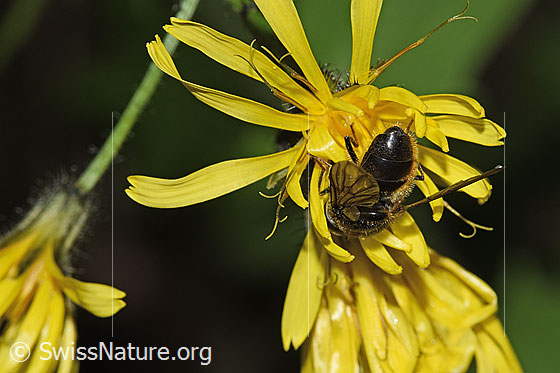 Foto: Wahrscheinlich Korbblütler-Erzschwebfliege (Cheilosia canicularis) auf Sumpf-Pippau (Crepis paludosa). Länge 12 - 14mm. Männchen. Ansicht von hinten.