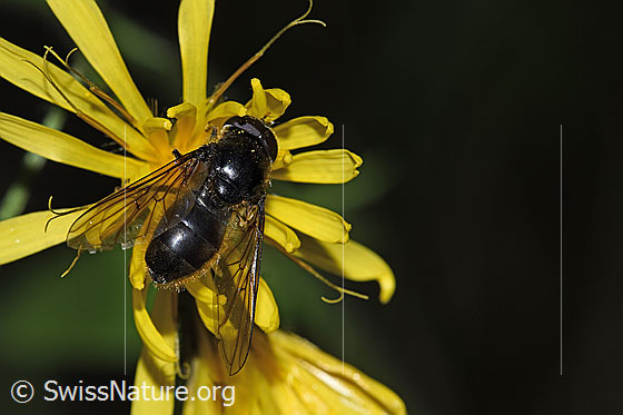 Korbblütler-Erzschwebfliege (Cheilosia canicularis) on Sumpf-Pippau (Crepis paludosa)