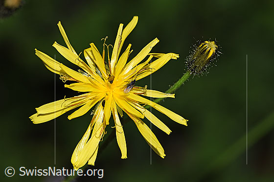 Foto: Wahrscheinlich Sumpf-Pippau (Crepis paludosa). Blüte und Knospe.