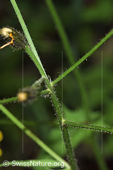 Foto: Wahrscheinlich Sumpf-Pippau (Crepis paludosa). Stängel.