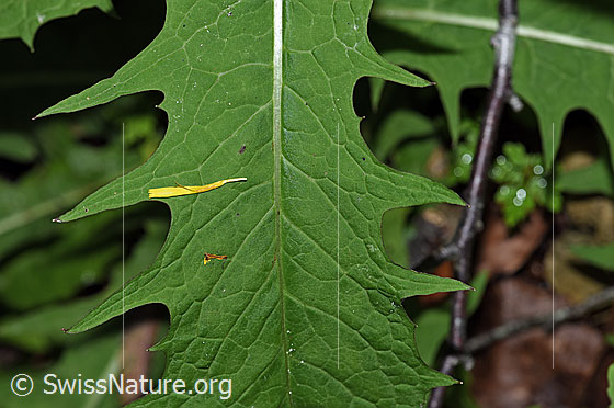 Photo: Probably Crepis paludosa. Leaf top.