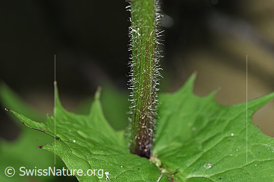 Photo: Probably Crepis paludosa. Stem.