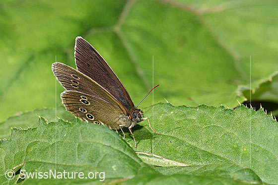 Foto: Brauner Waldvogel (Aphantopus hyperantus). Flügel wenig geöffnet. Ansicht von schräg vorne.