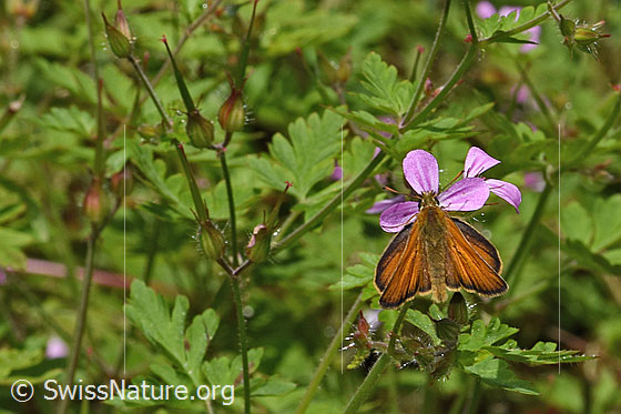 Foto: Braunkolbiger Braundickkopffalter (Thymelicus sylvestris) an Ruprechtskraut (Geranium robertianum). Flügel halb geöffnet. Ansicht von oben.