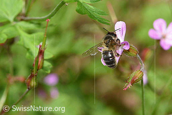Foto: Honigbiene (Apis mellifera) an Ruprechtskraut (Geranium robertianum). Länge 11 - 13mm. Ansicht von schräg hinten.