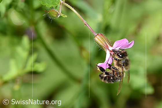 Photo: Apis mellifera on Geranium robertianum. Length 11 - 13mm. View from the side.