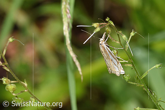 Foto: Wahrscheinlich Crambus lathoniellus (Rüsselzünsler).